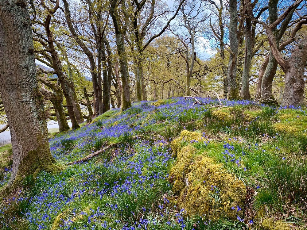 Trees, flowers and grass