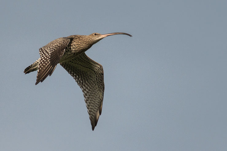 Curlew at RSPB NI nature reserve. Photo credit: Stephen Maxwell