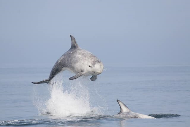 Risso's Dolphin