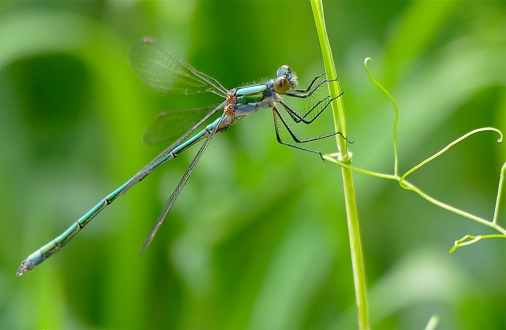 Scarce Emerald Damselfly