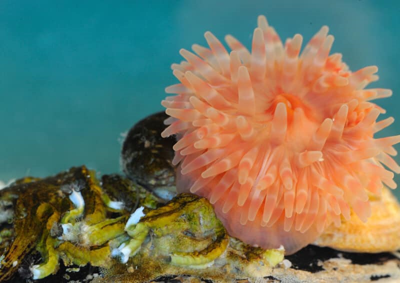 Sea anemone