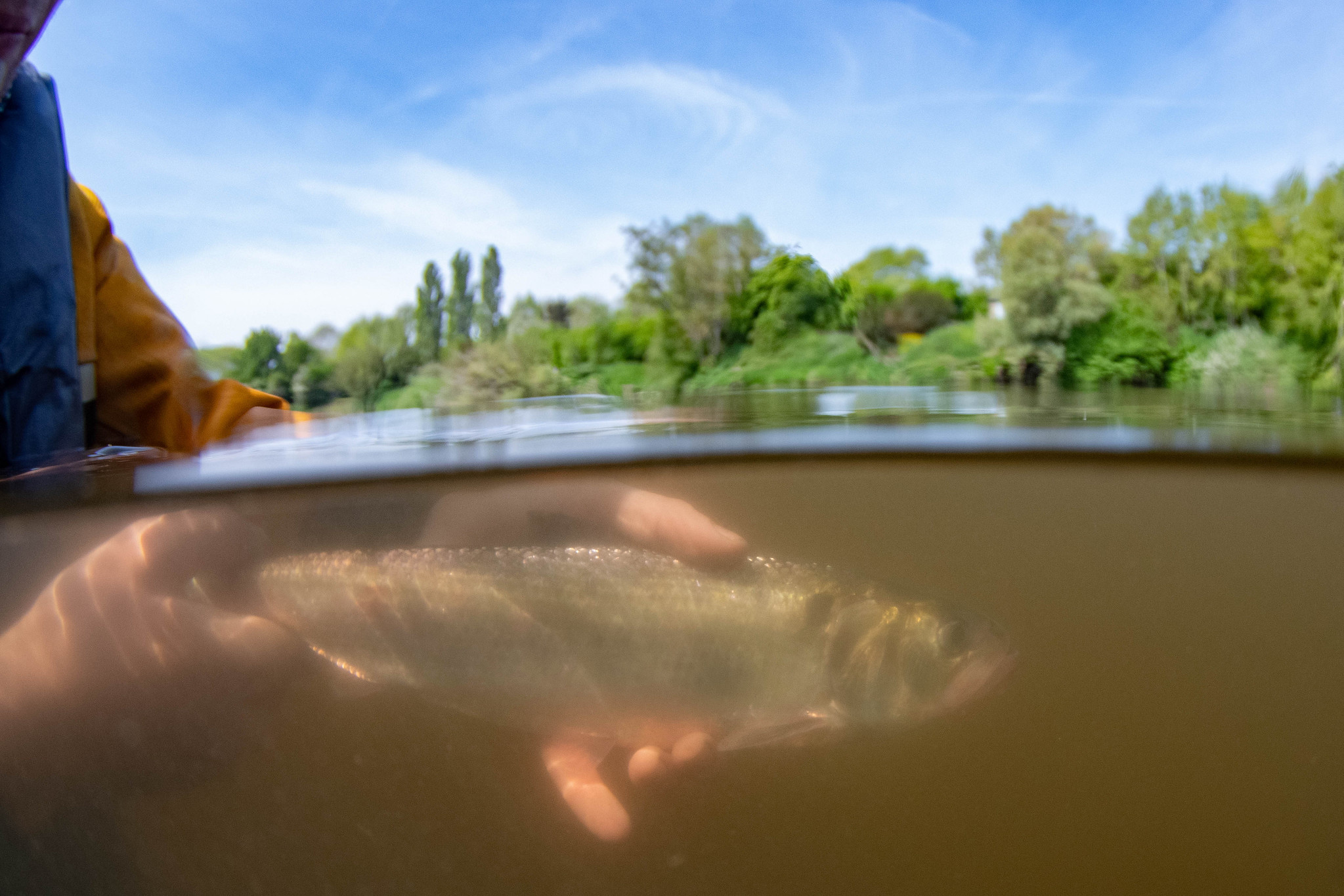 Shad release into the river