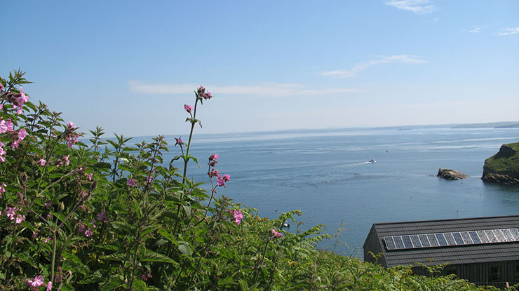 Sea view with pink flowers