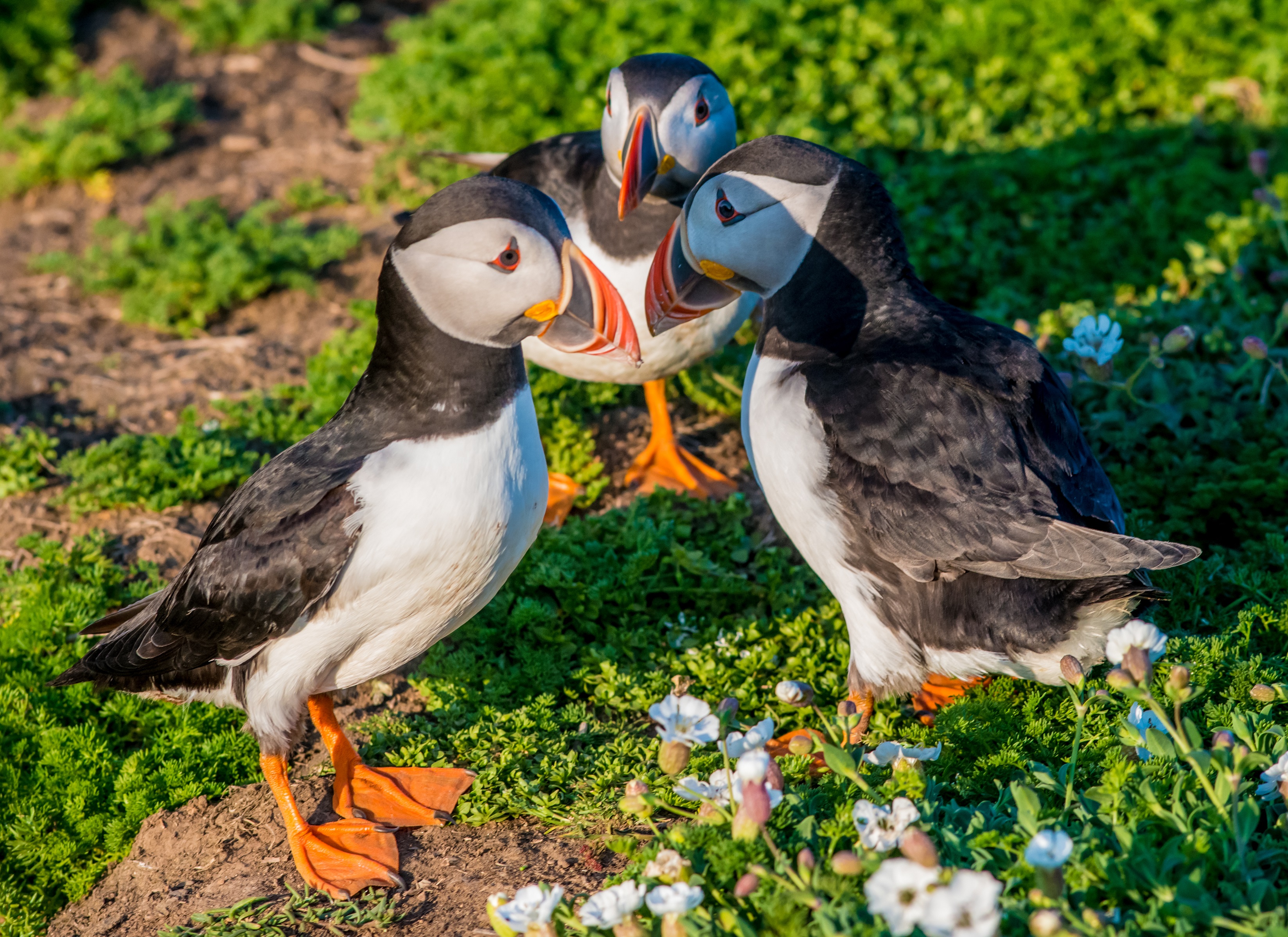 Three puffins