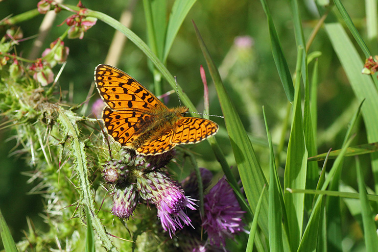 Small pearl bordered butterfly