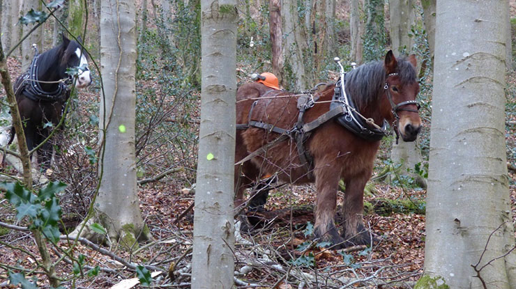 Two horses in woodland