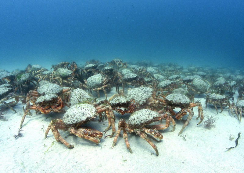 Spider crab