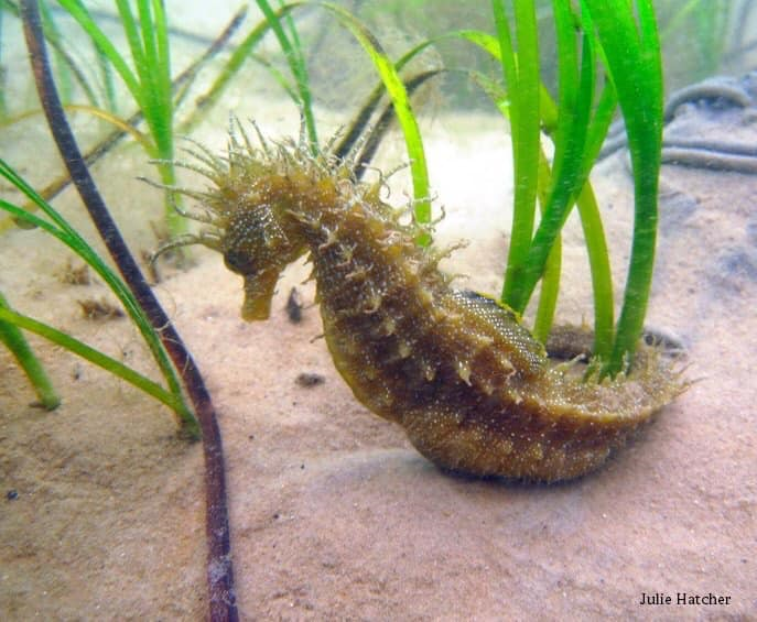 Seahorse