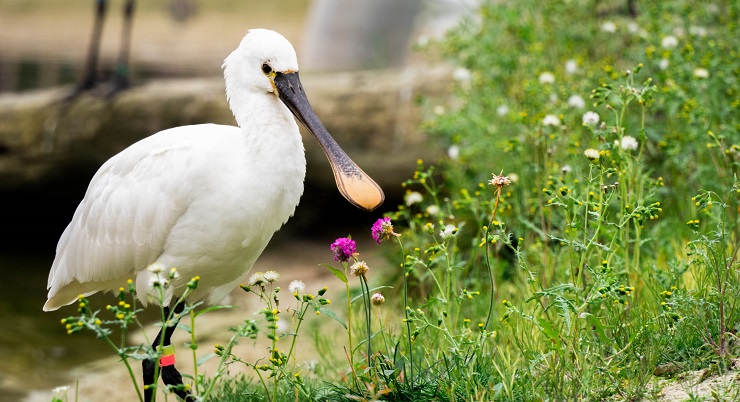 A Spoonbill