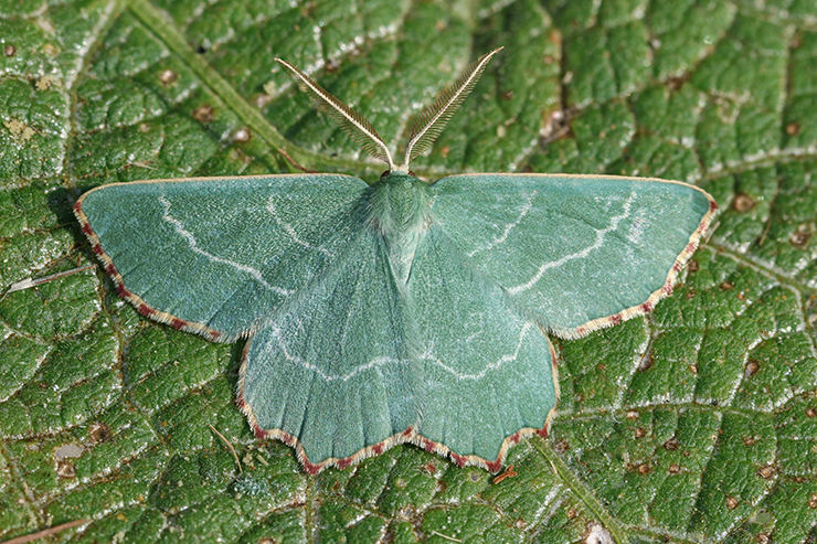Close up of green moth