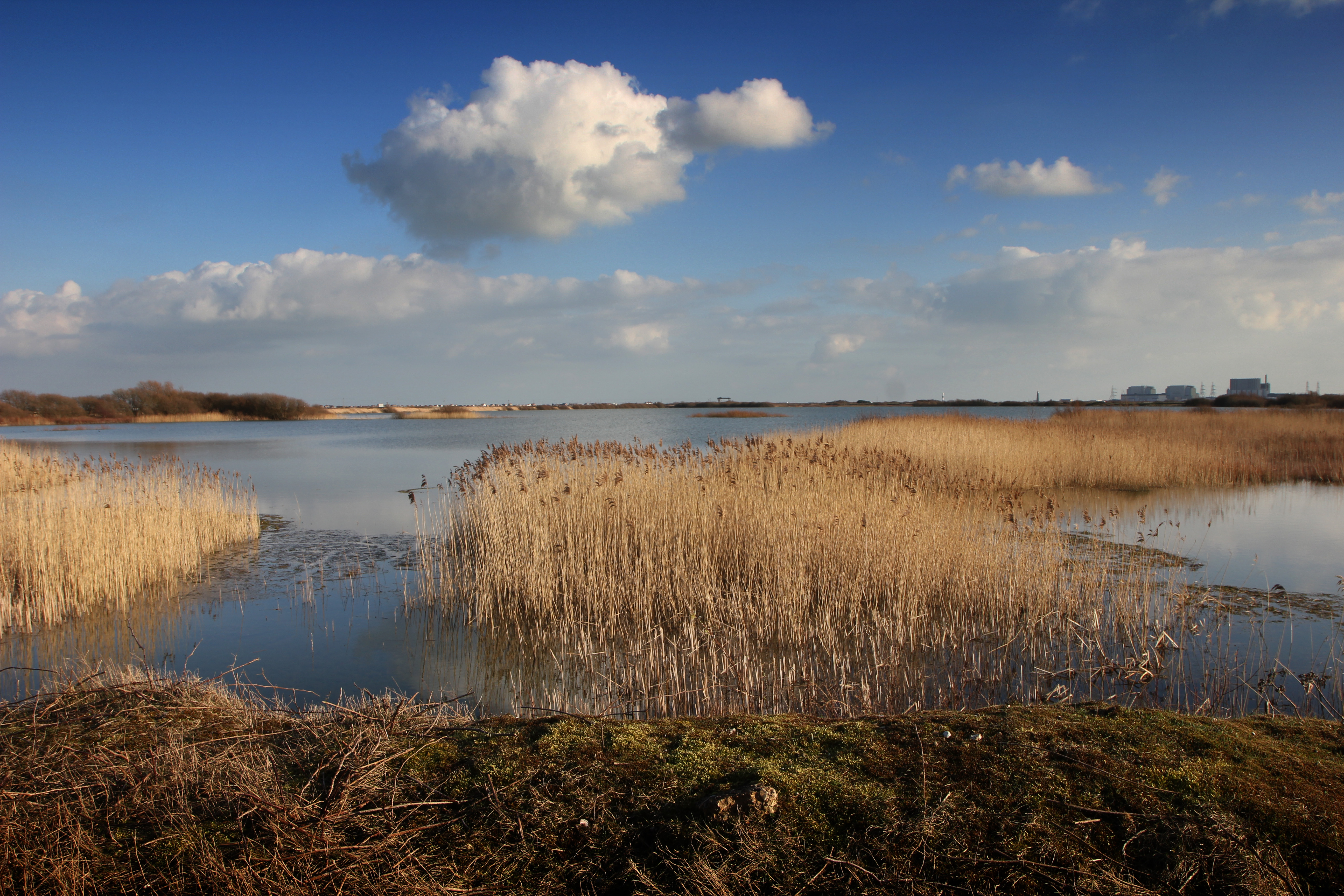 marshes