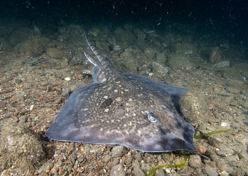 Thornback ray