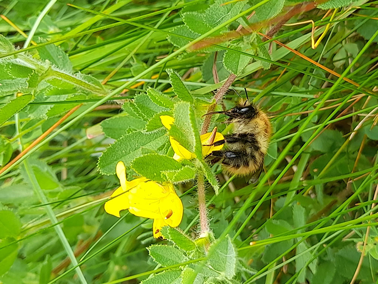 Wild bee