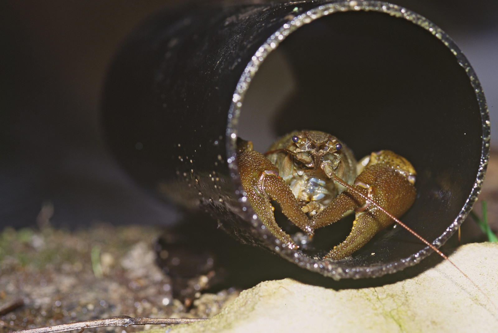 White-clawed Crayfish