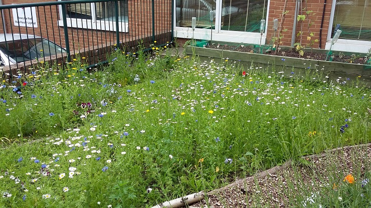 An urban garden full of wild flowers.