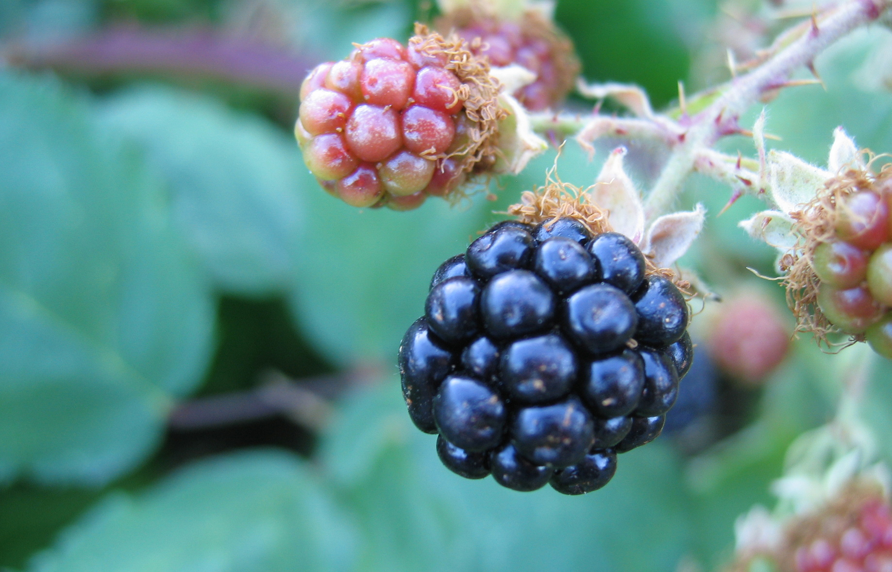 blackberries