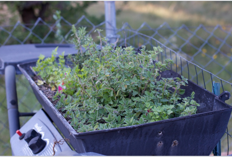 Growing herbs