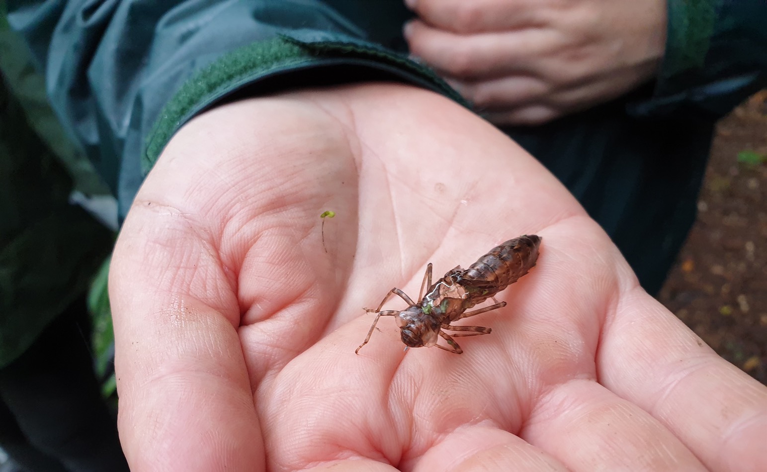 Dragonfly nymph