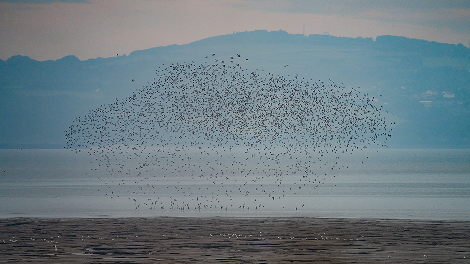 Flock of birds over Dee Estuary