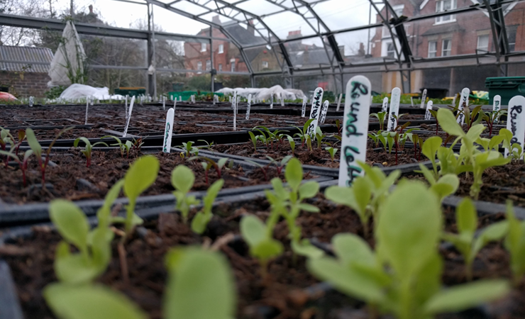 Food growing at Myatt's Field