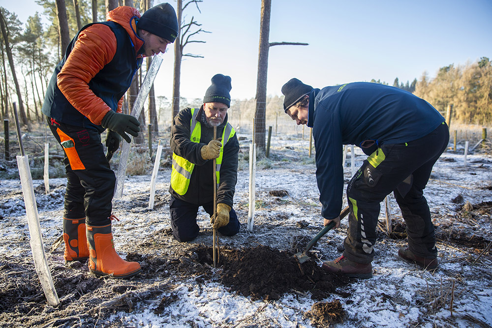 Planting trees