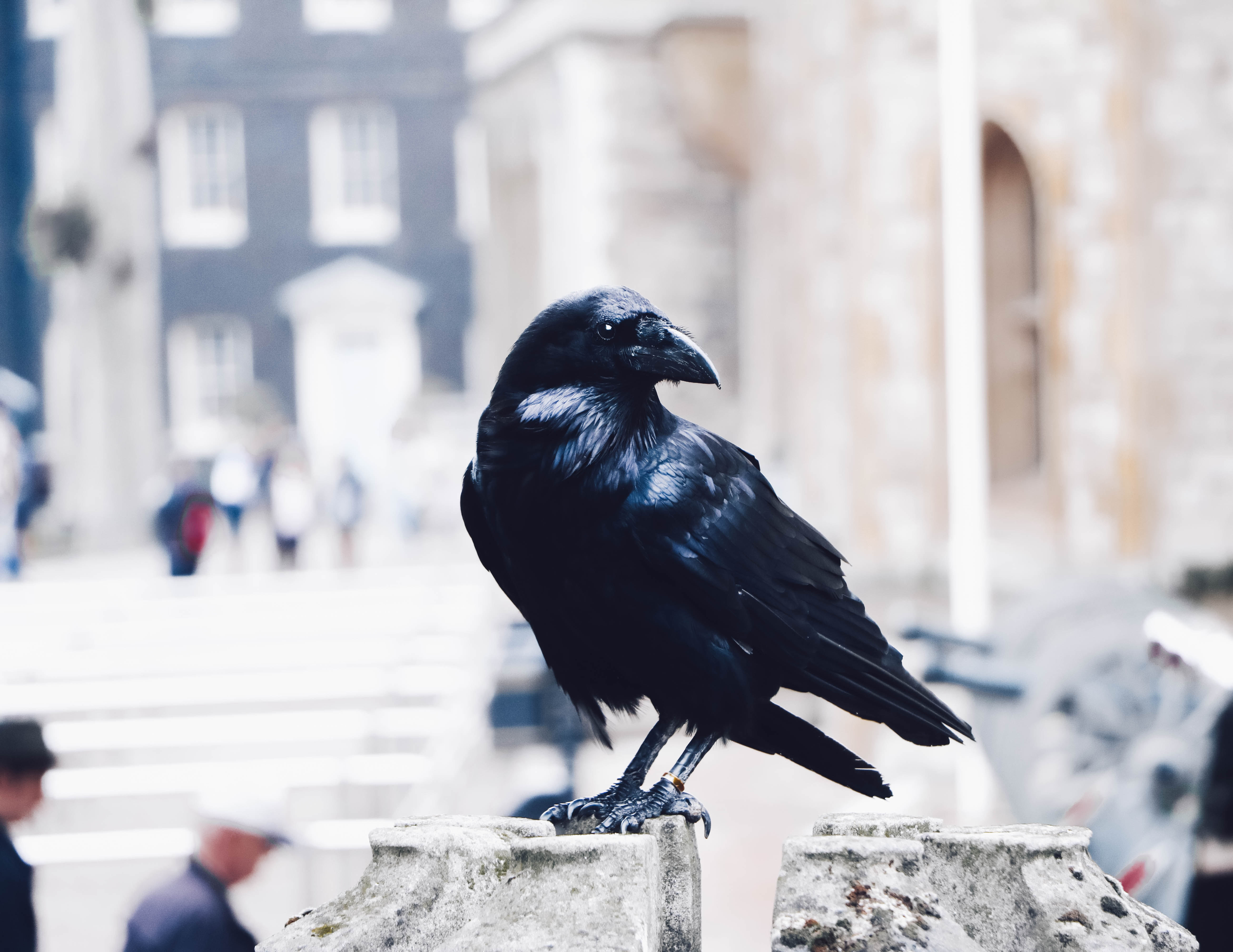 A raven at the Tower of London