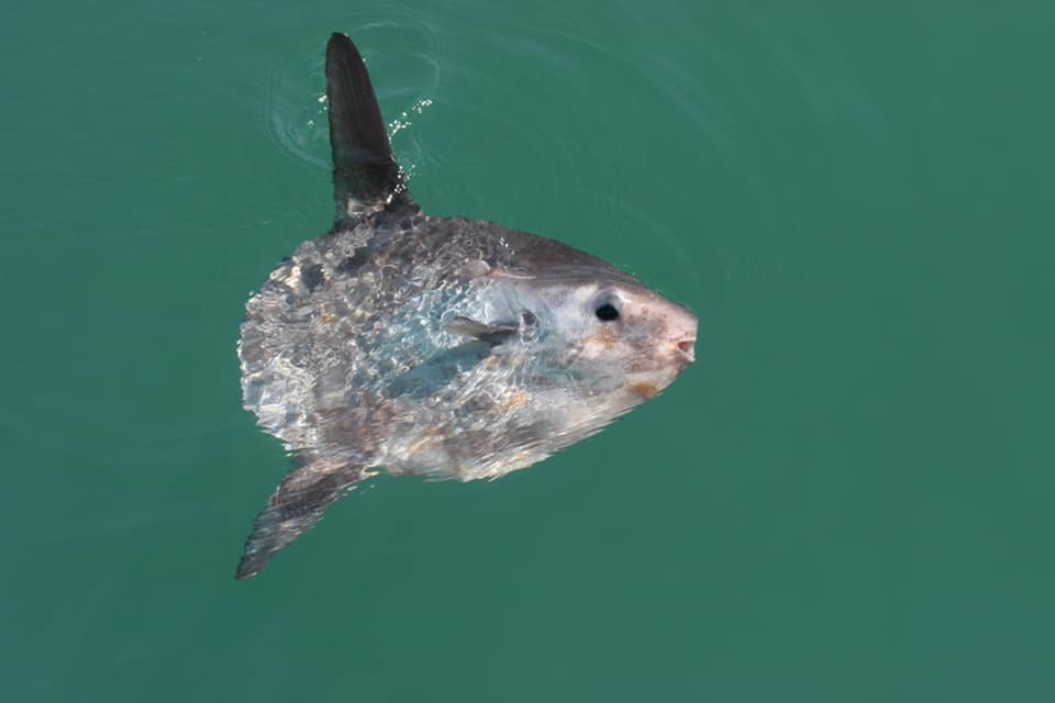 Sunfish