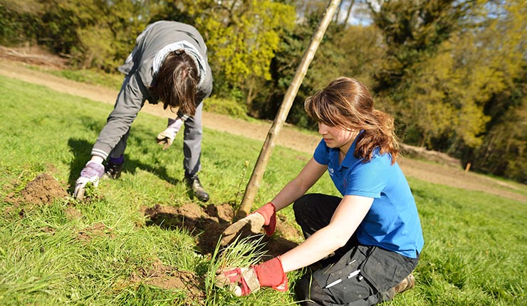 Two people planting a tree