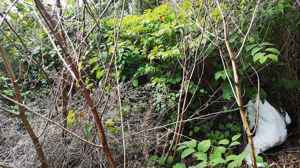 A person wearing a white protective suit works to treat and remove an invasive plant species, Japanese knotweet