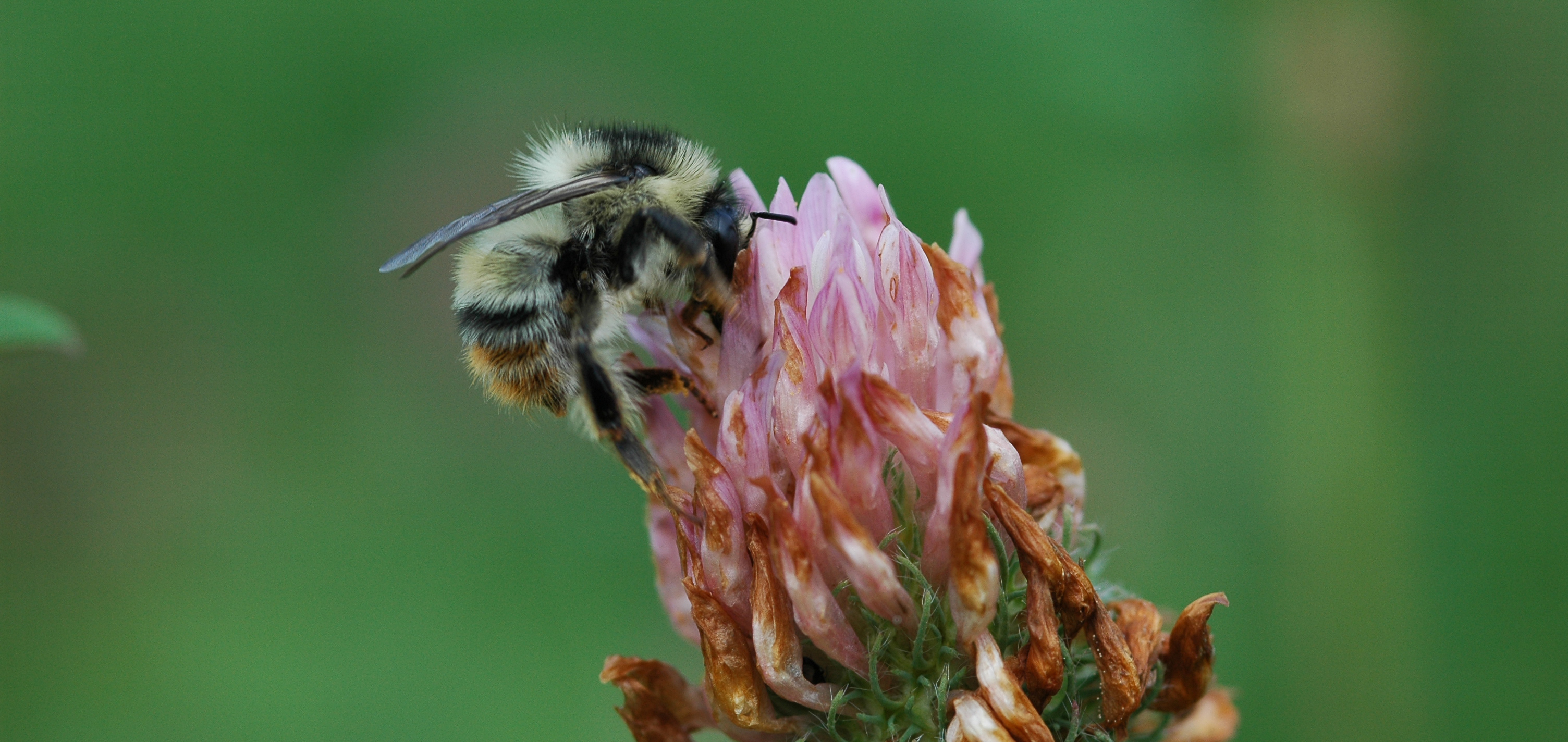 Five ways to help save the UK's beautiful bugs