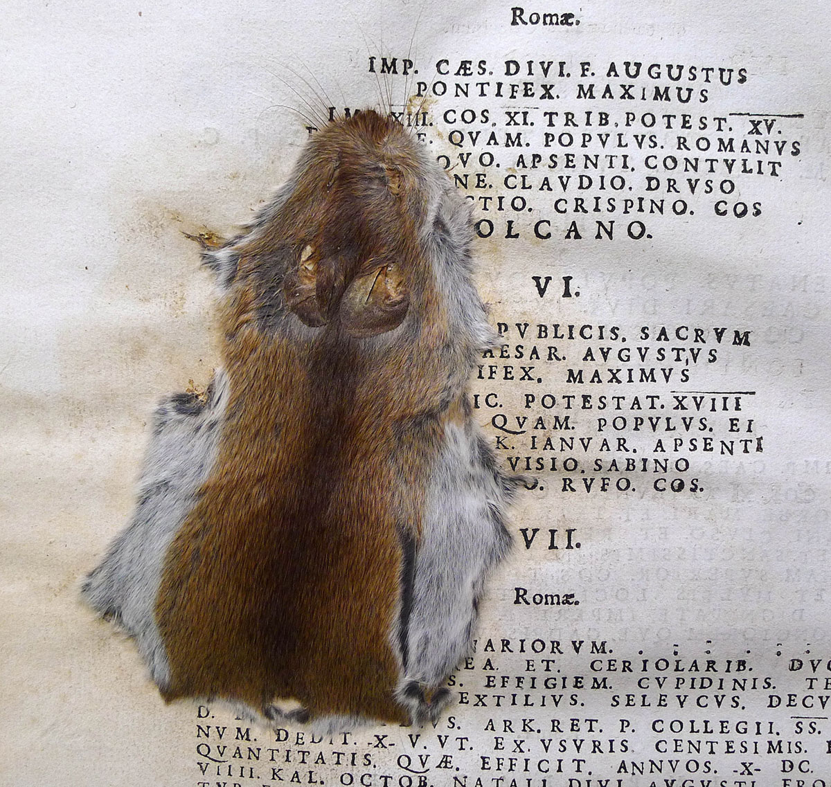 A squashed mouse at Salisbury Cathedral A squashed mouse at Salisbury Cathedral