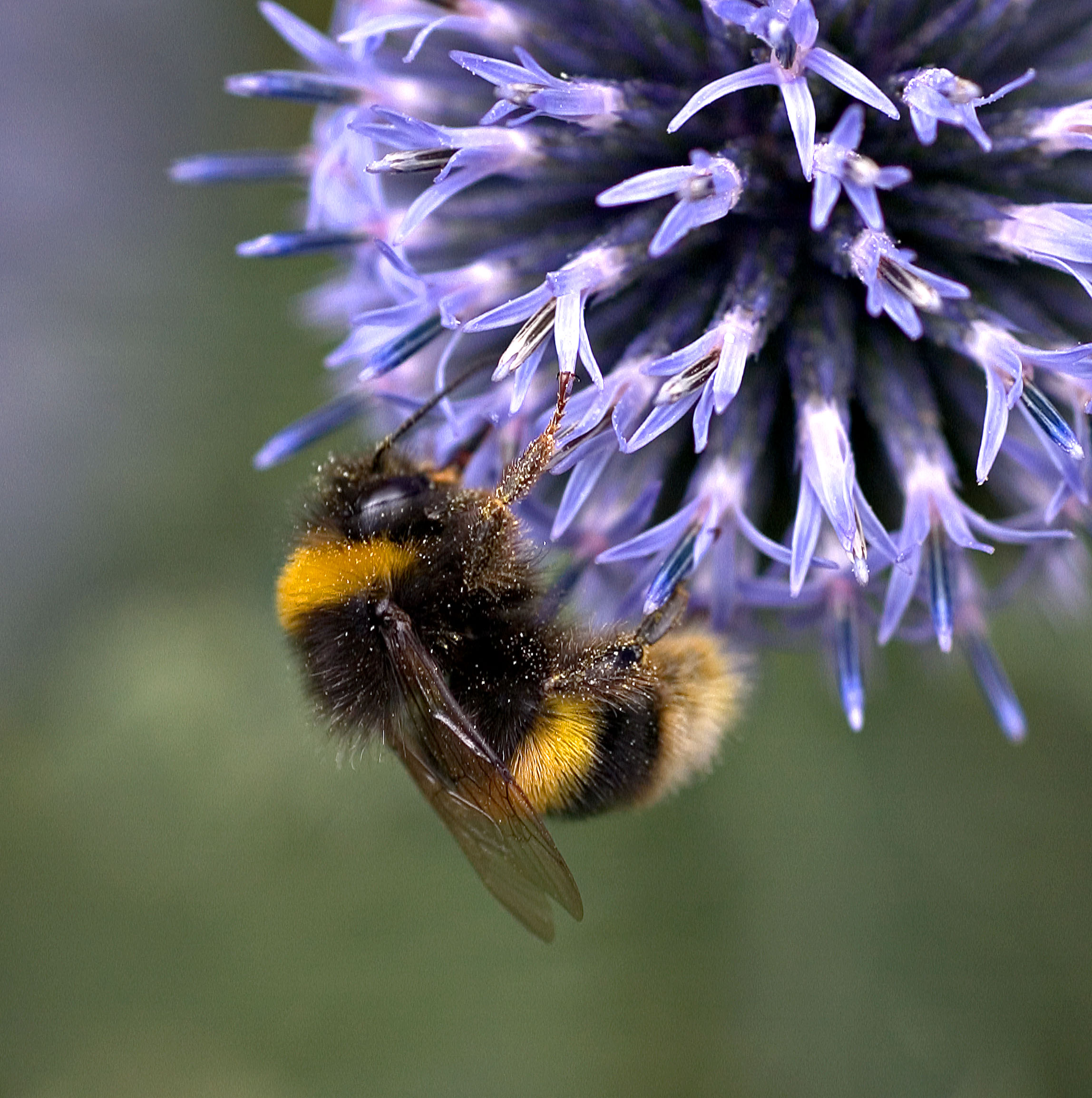 A bee on a flower A bee on a flower