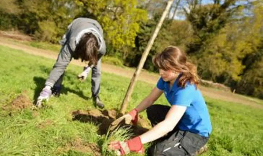 Two people planting a tree