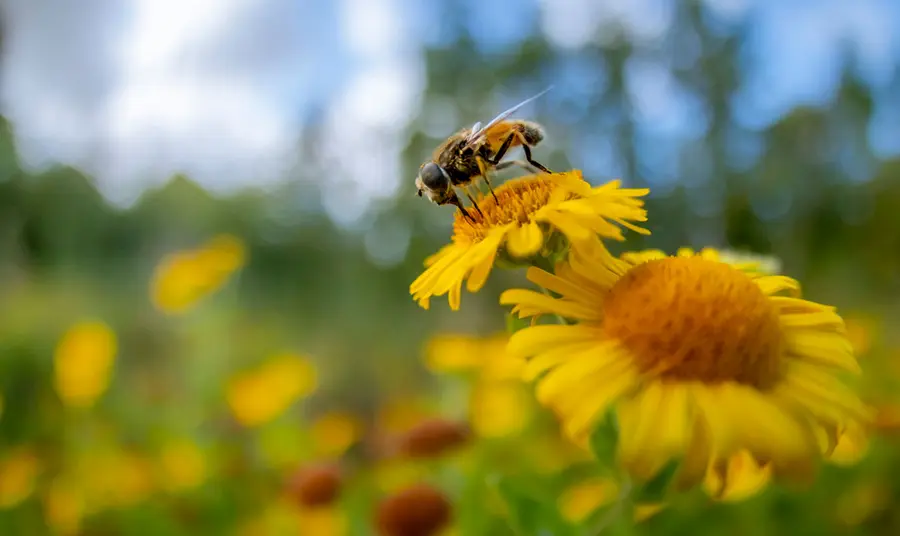 A drone fly perched on a yellow flower.