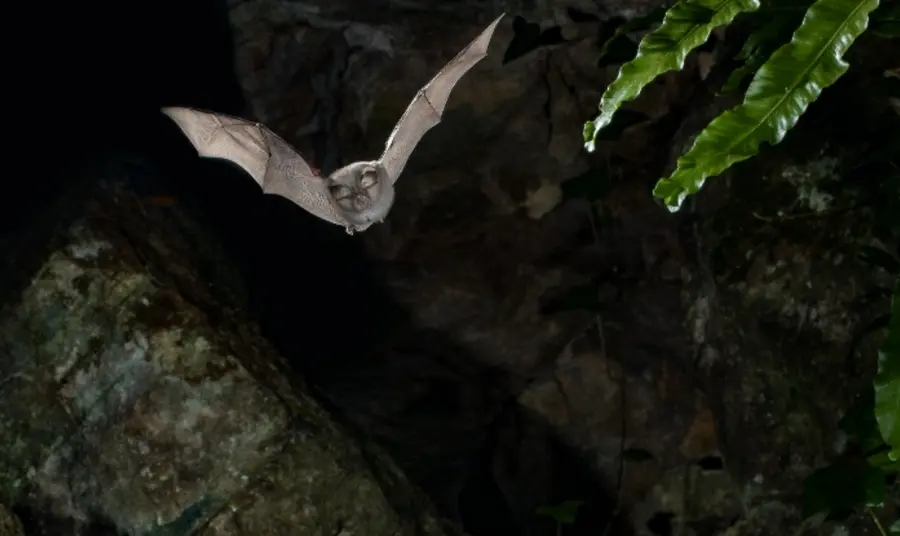 A bat flying in a cave