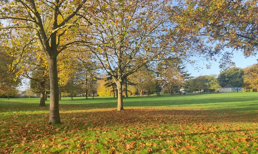 An autumnal view of trees on a sunny day in Ashburton Park.