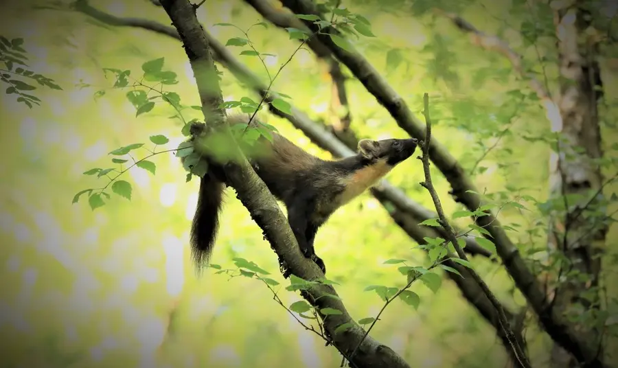 A pine marten standing on the brand of a tree