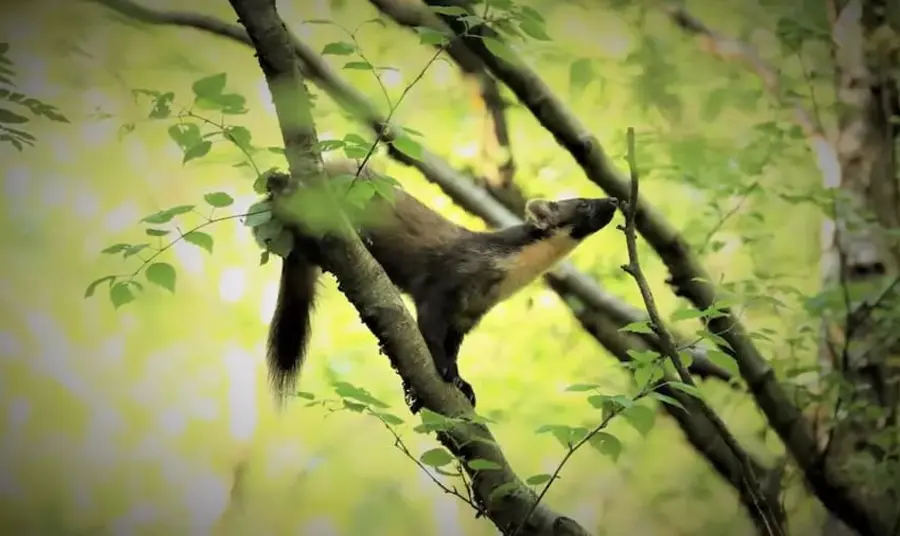 A pine marten standing on the branch of a tree