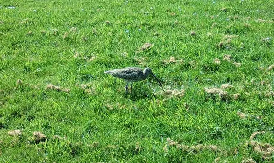 A curlew on a sports field in Colne. A curlew stands in a sportsfield