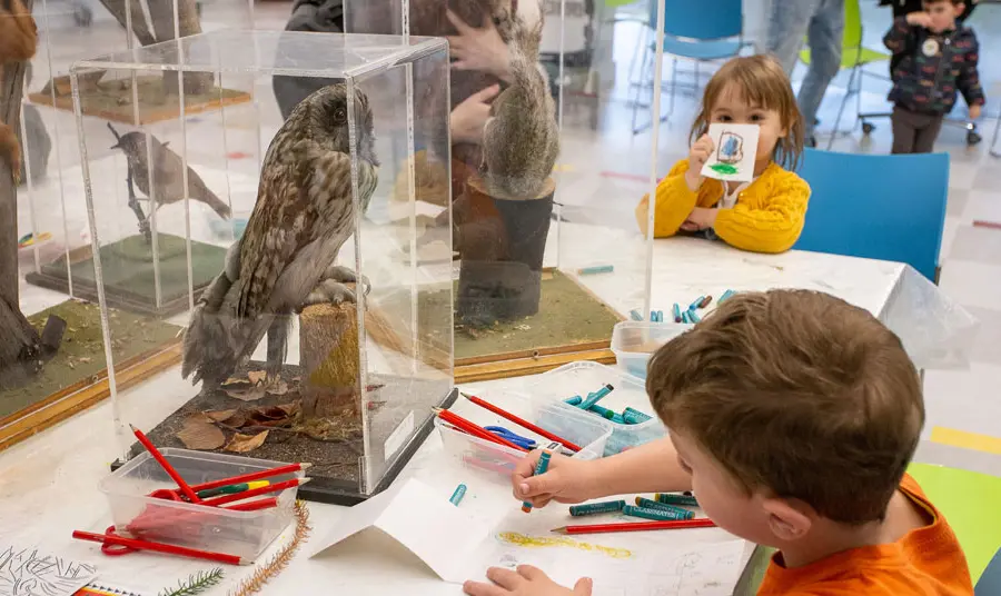 Children use colouring pencils to draw items from the natural history collection