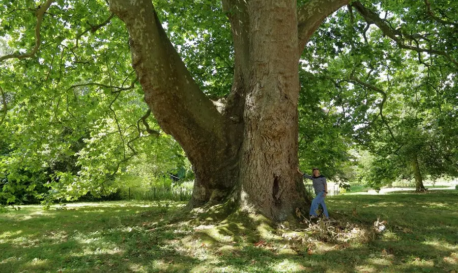 A visitor meets the Great London Plane Tree of Ely. A person stands next to the trunk of the Ely plane, demonstrating the enormous scale of the tree.