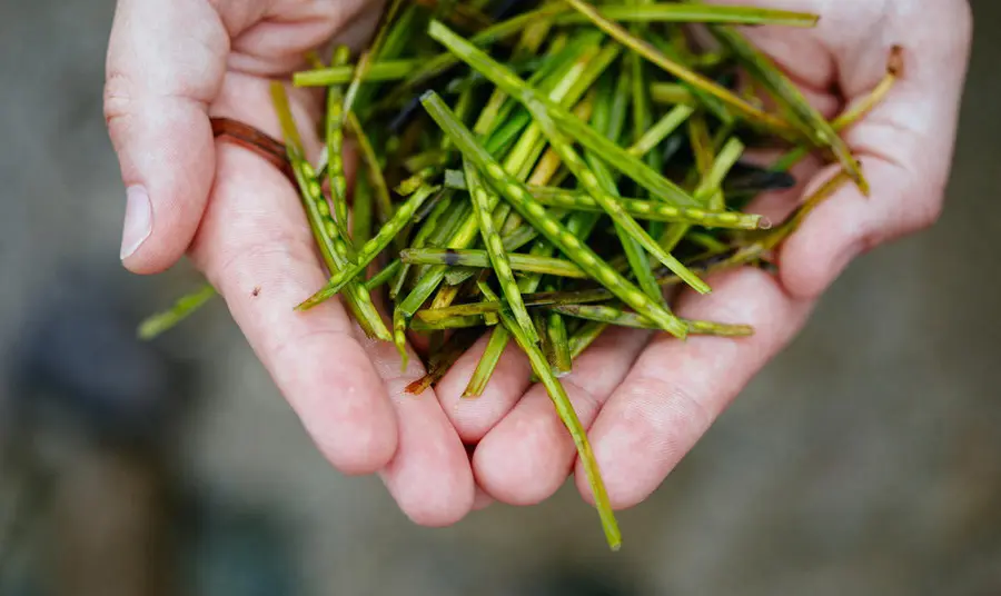  A hand holding a pile of long, green seeds