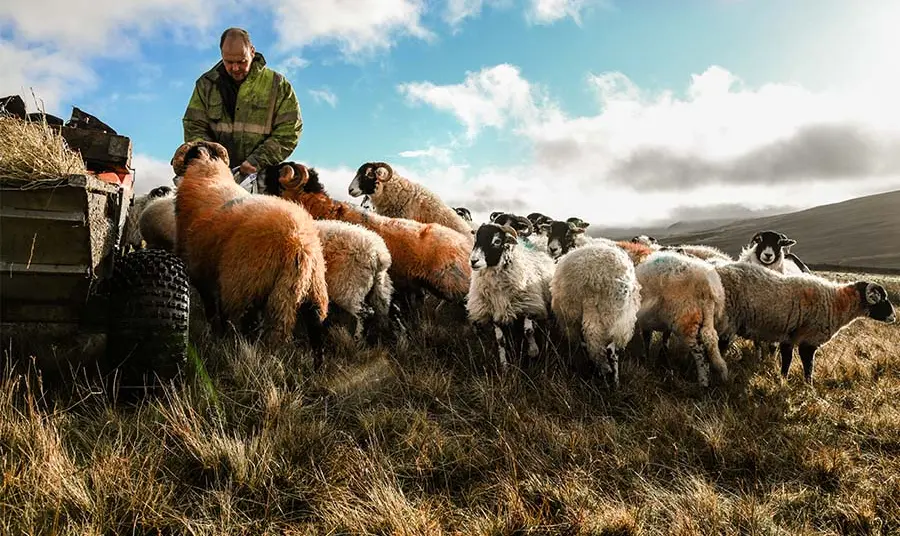 Sheep surround a farmer in a landscape.