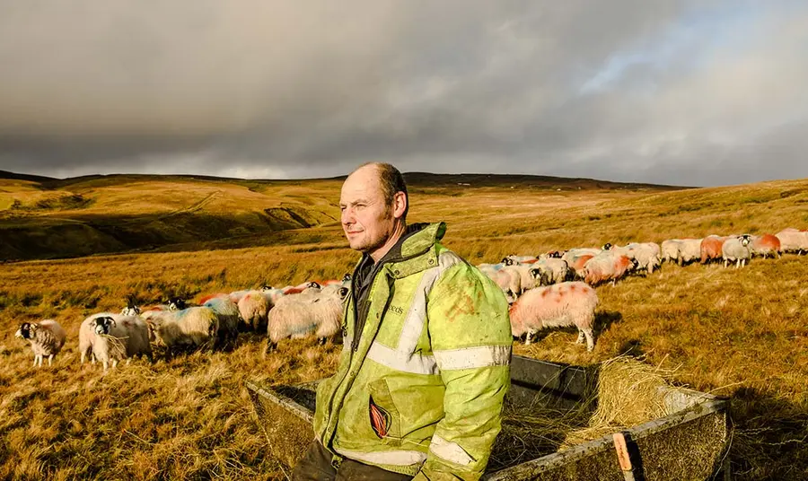 A farmer is on a landscape surrounded by sheep.