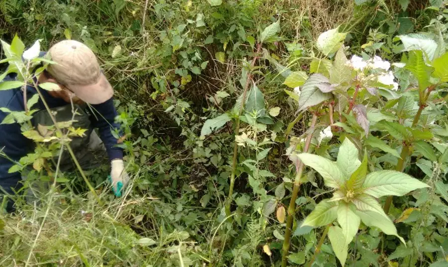 A person wearing a beige cap amongst foliage including Himalayan balsam