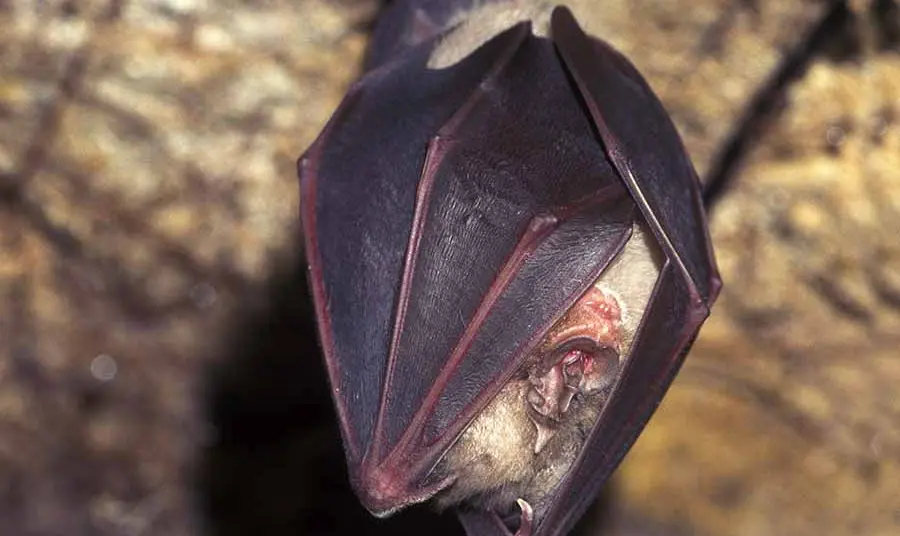 A Greater Horseshoe Bat hangs upside down.