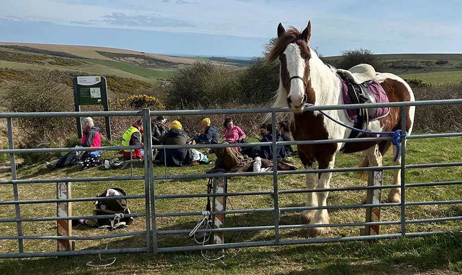 A horse looking over a fence in front of a group of people sitting in a field