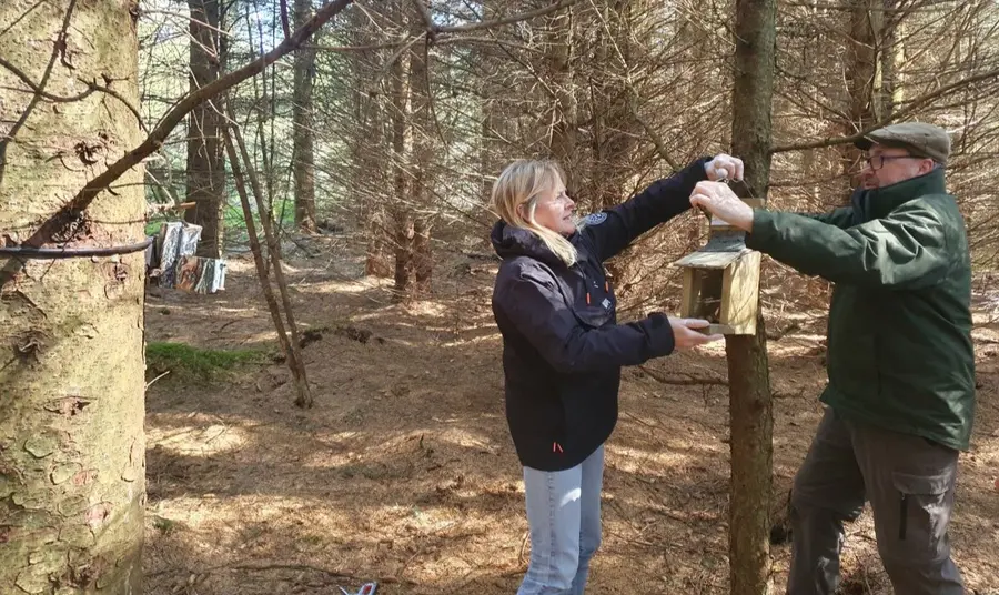 Two people in a woodland attaching a pine marten feeding box to a tree