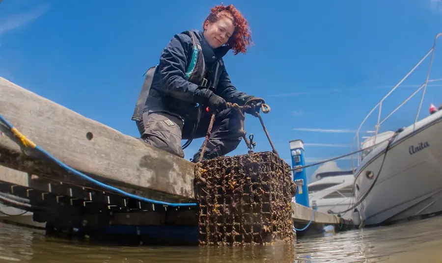A person wearing sailing gear lowers an oyster nursery, a cage containing oysters, into the water in a harbour