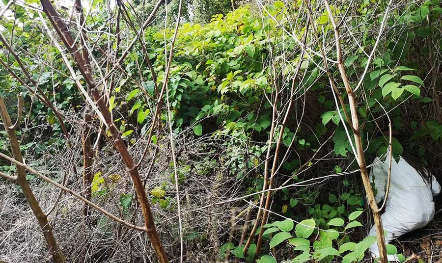 A person wearing a white protective suit works to treat and remove an invasive plant species, Japanese knotweet